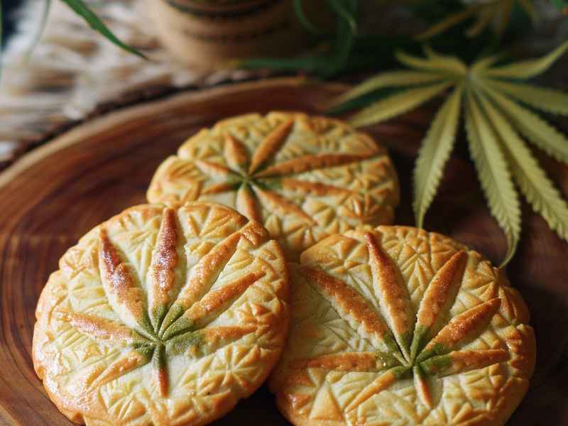 关于树叶的儿歌童谣 - 关于树叶的儿歌童谣歌词