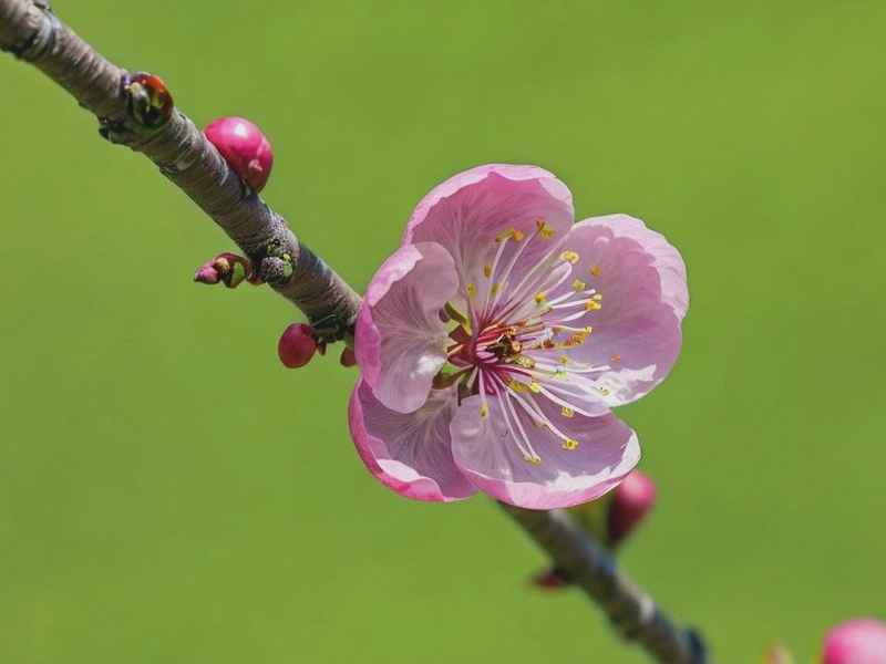 梅花花语故事、梅花的花语和故事
