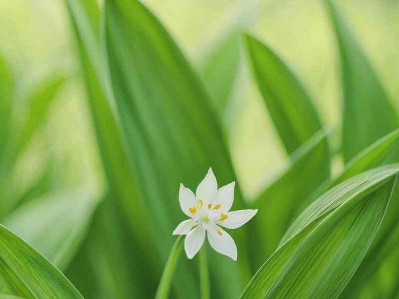 关于玫瑰花的传说故事;关于玫瑰花的传说故事有哪些 关于玫瑰花的传说故事;关于玫瑰花的传说故事有哪些