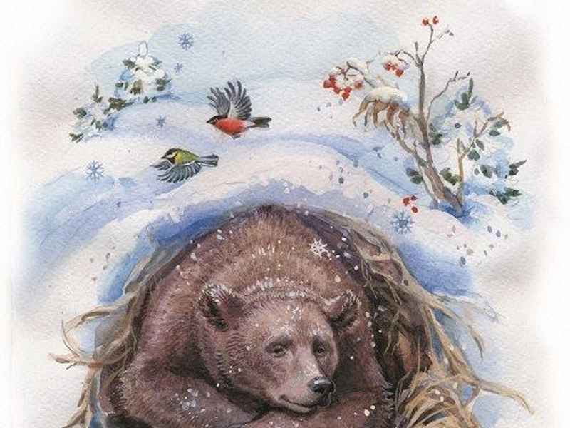 冬眠的动物故事视频、冬眠的动物故事视频讲解 冬眠的动物故事视频、冬眠的动物故事视频讲解