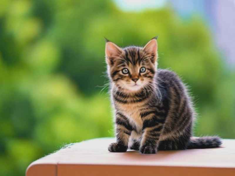 狸花猫的儿童故事、狸花猫的趣事 狸花猫的儿童故事、狸花猫的趣事