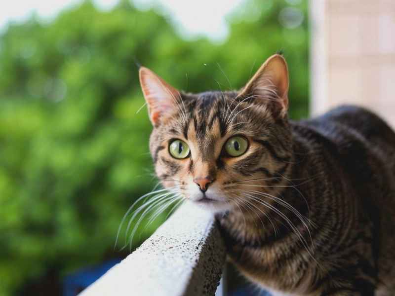狸花猫童话故事 狸花猫的故事 狸花猫童话故事 狸花猫的故事