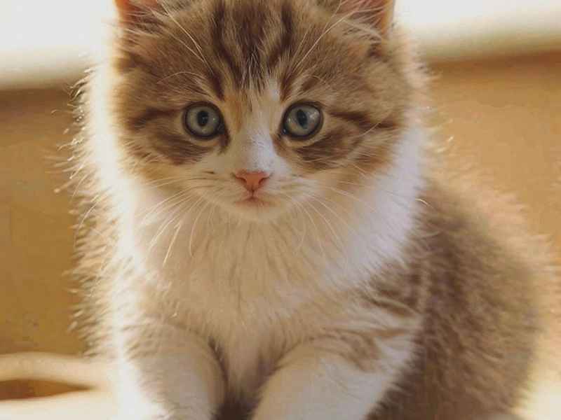 关于猫咪的百科小知识(关于猫咪的百科小知识大全) 关于猫咪的百科小知识(关于猫咪的百科小知识大全)