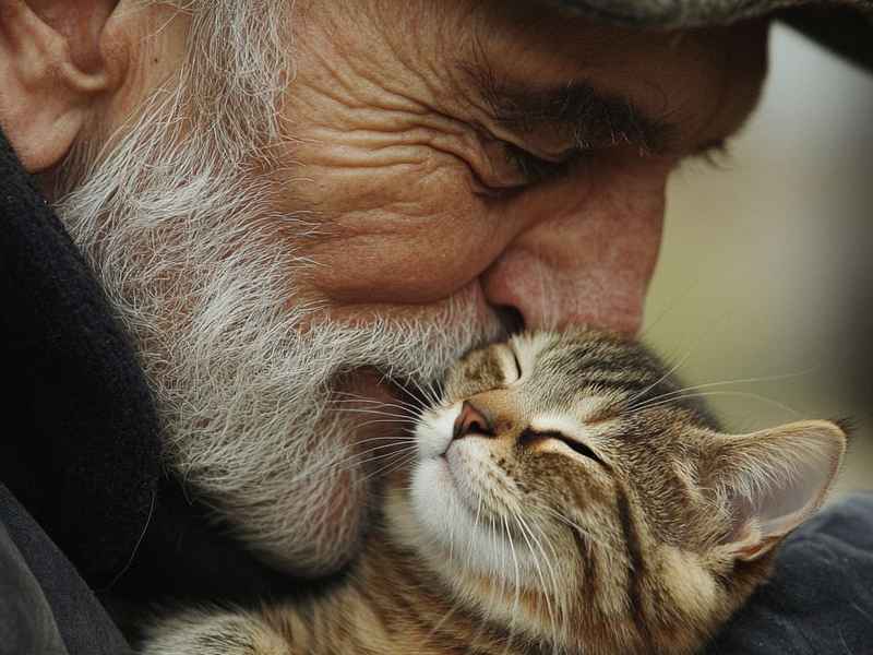 猫老爹的读后感（猫老爹读后感50字）
