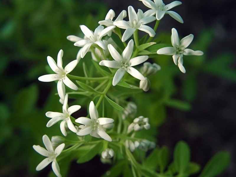 水仙花得故事;水仙花故事的起因经过结果 水仙花得故事;水仙花故事的起因经过结果