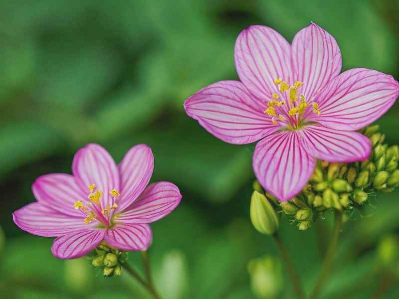 水仙花花语故事;水仙花背后的故事及其花语 水仙花花语故事;水仙花背后的故事及其花语