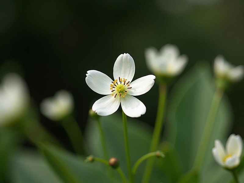 水仙花故事希腊神话 - 希腊神话故事 水仙花 水仙花故事希腊神话 - 希腊神话故事 水仙花