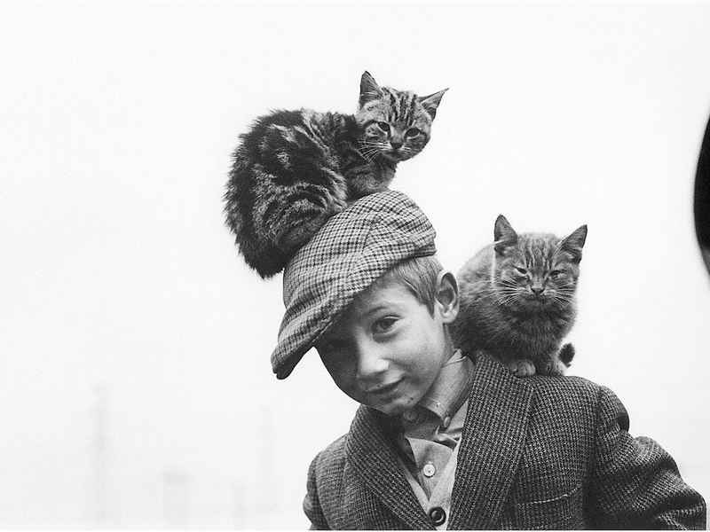 三只小猪盖房子的童话;三只小猪盖房子的童话图片 三只小猪盖房子的童话;三只小猪盖房子的童话图片