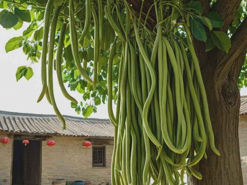 丝瓜是怎么写的、丝瓜的丝是怎么写的