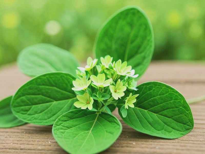 水仙花童话故事 - 水仙花和她的故事 水仙花童话故事 - 水仙花和她的故事