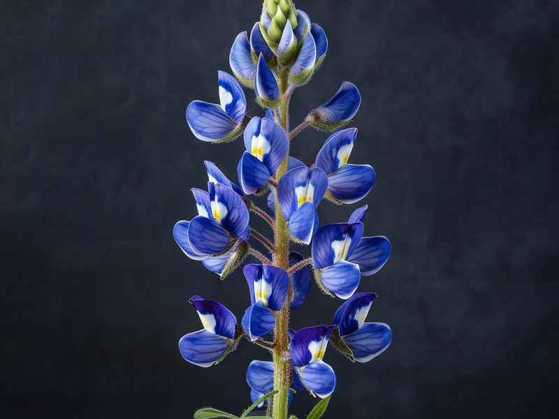 生命的同花顺简谱林俱玉;生命的花朵简谱 生命的同花顺简谱林俱玉;生命的花朵简谱