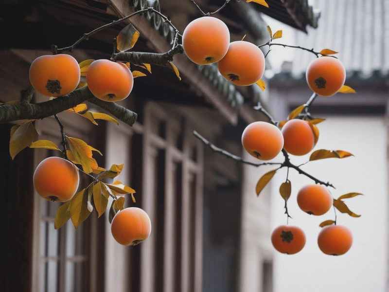 柿子的童话故事